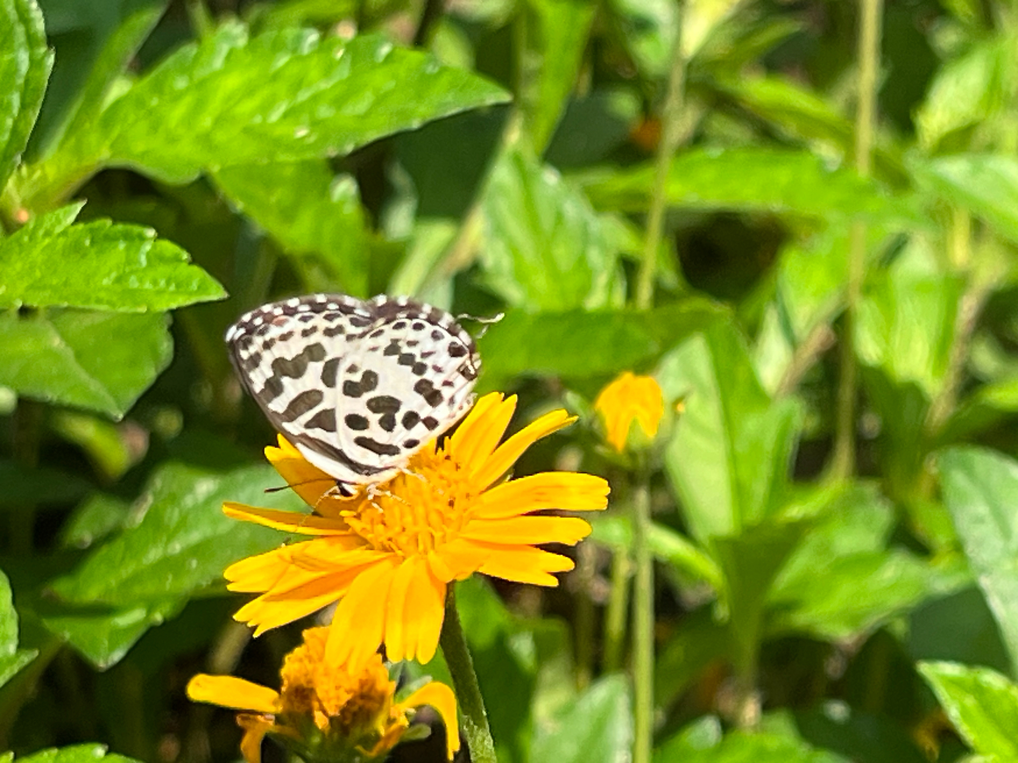 Common Pierrot