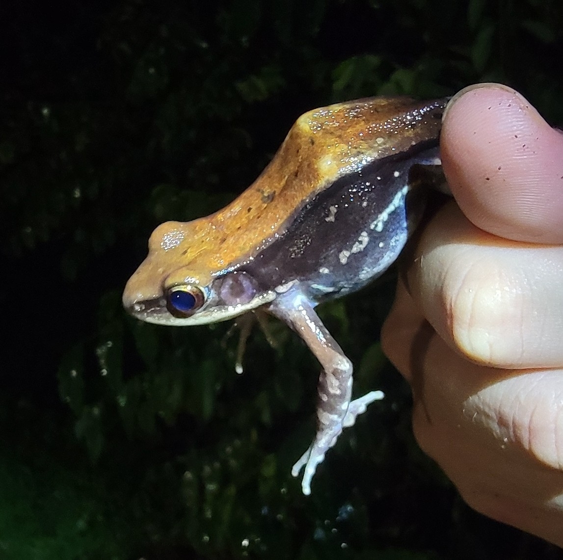 Wide-Range Fungoid Frog