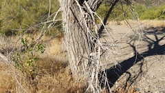 Populus fremontii fremontii