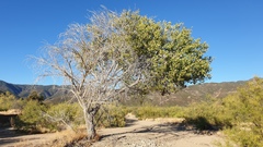 Populus fremontii fremontii