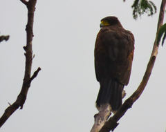 Parabuteo unicinctus