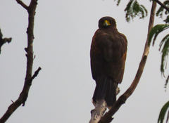 Parabuteo unicinctus