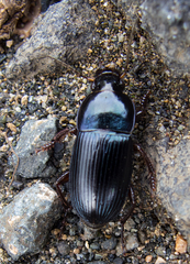 Harpalus caspius