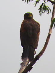 Parabuteo unicinctus