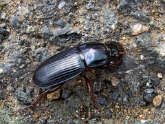 Harpalus caspius