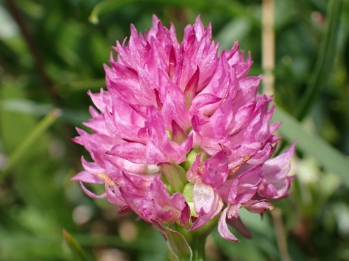Austrian gymnadenia (Gymnadenia archiducis-joannis)