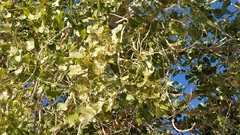 Populus fremontii fremontii