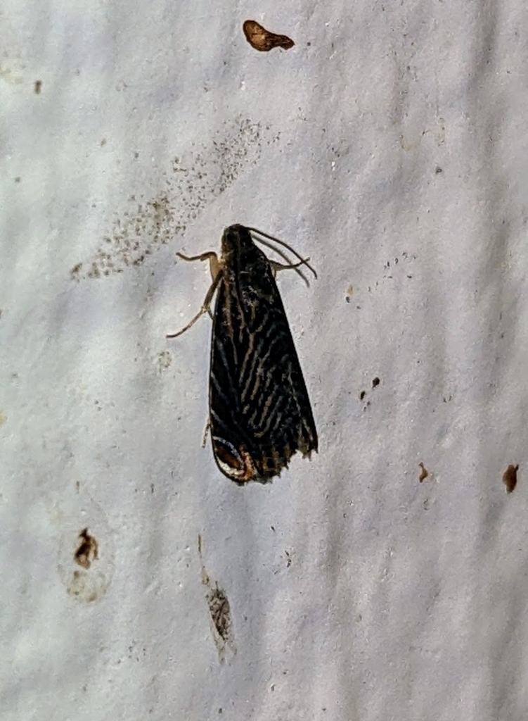 Hilarographa gentinga