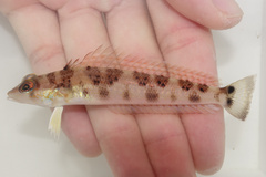 Longfinned Grubfish photo 1