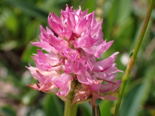 Austrian gymnadenia (Gymnadenia archiducis-joannis)