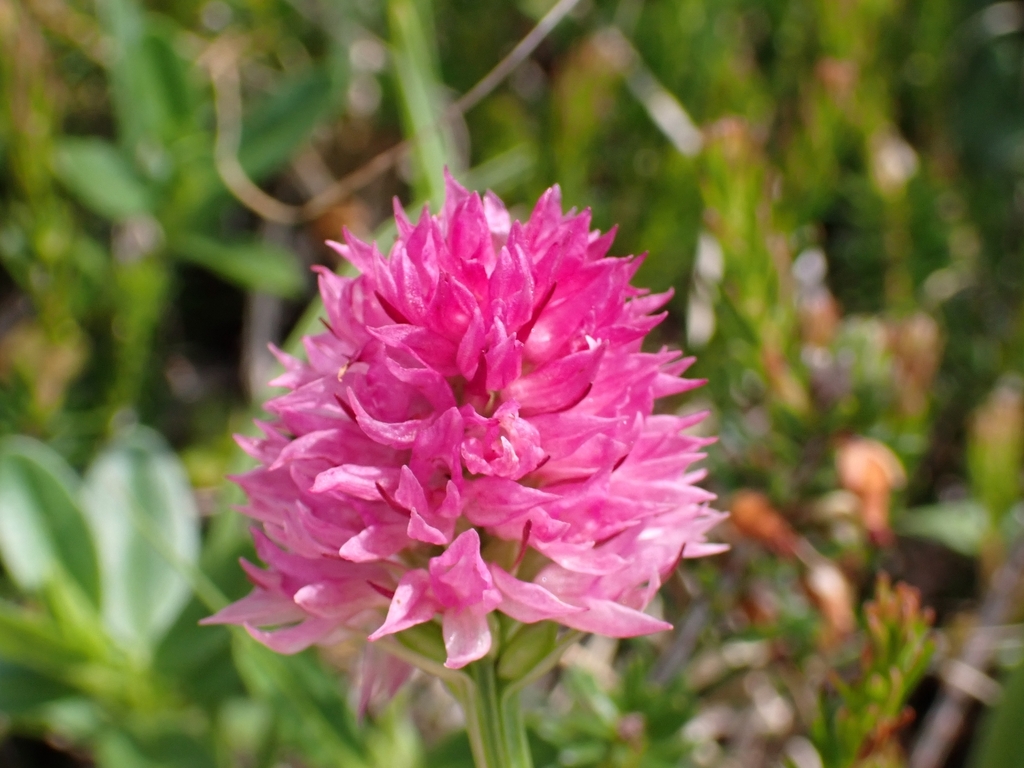 Gymnadenia archiducis-joannis