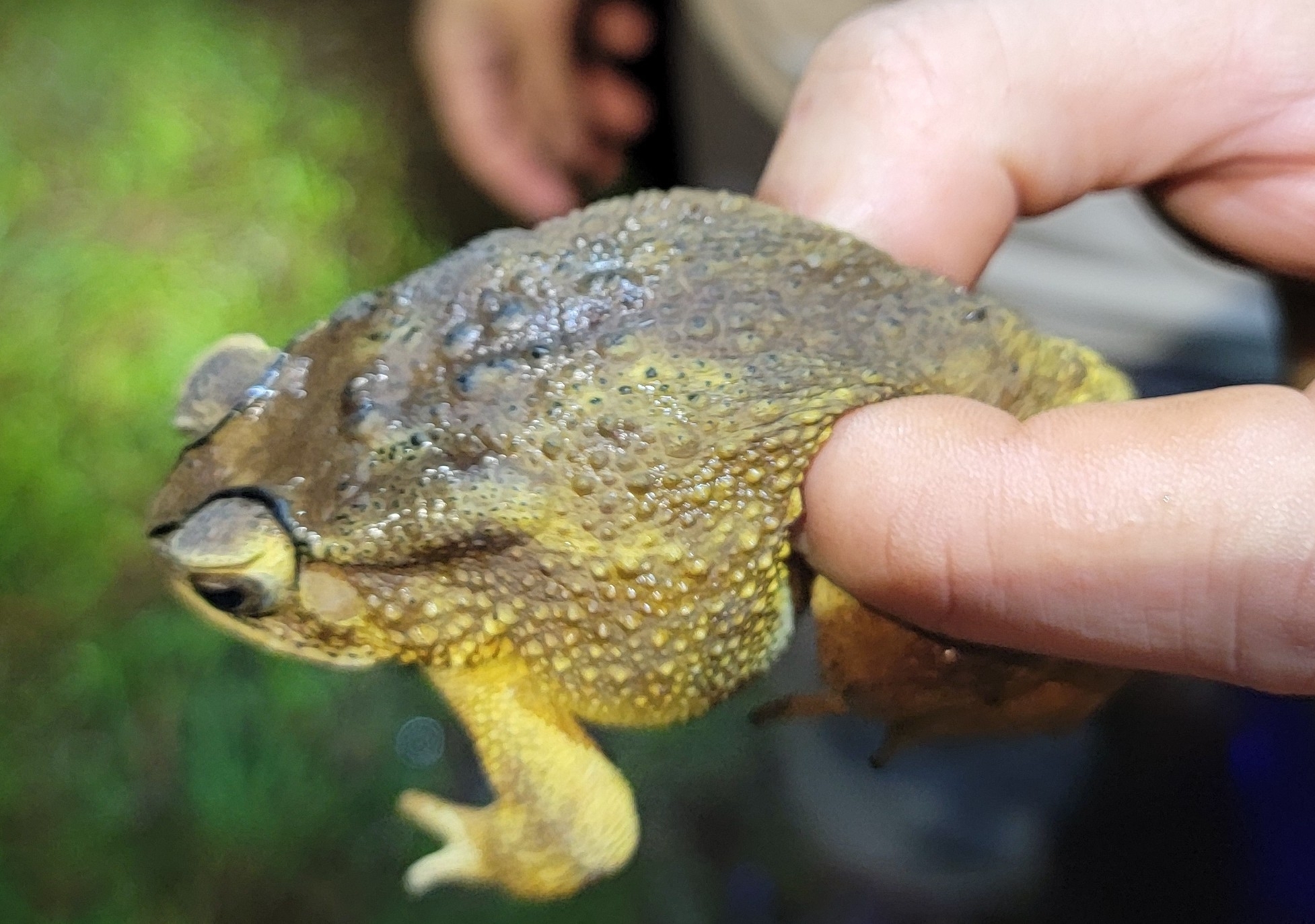 Indian Common True Toad