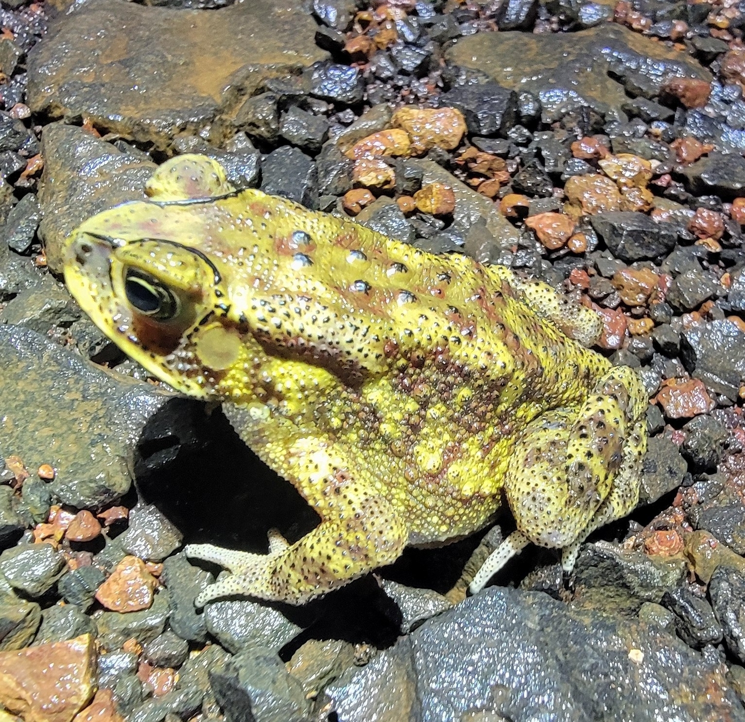 Indian Common True Toad