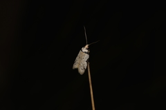 Philobota thiocrossa