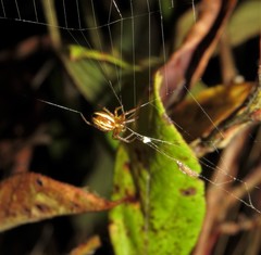 Araneus pratensis