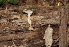 Loweomyces fractipes