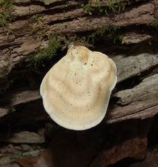 Loweomyces fractipes