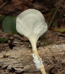Loweomyces fractipes