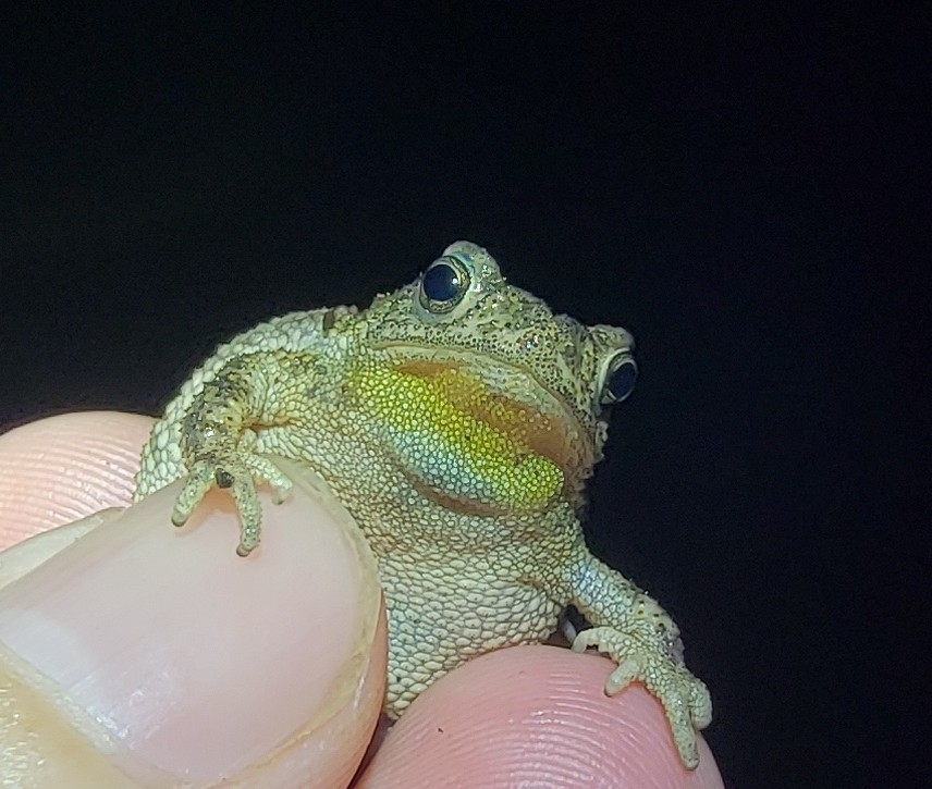 Dwarf True Toad