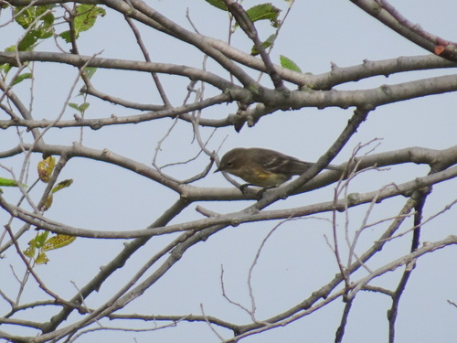 Yellow-rumped Warbler photographed in Kansas