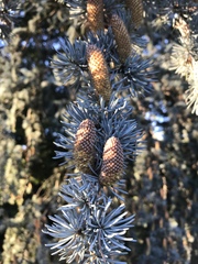 Cedrus atlantica