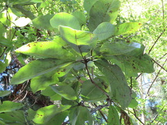 Magnolia obovata