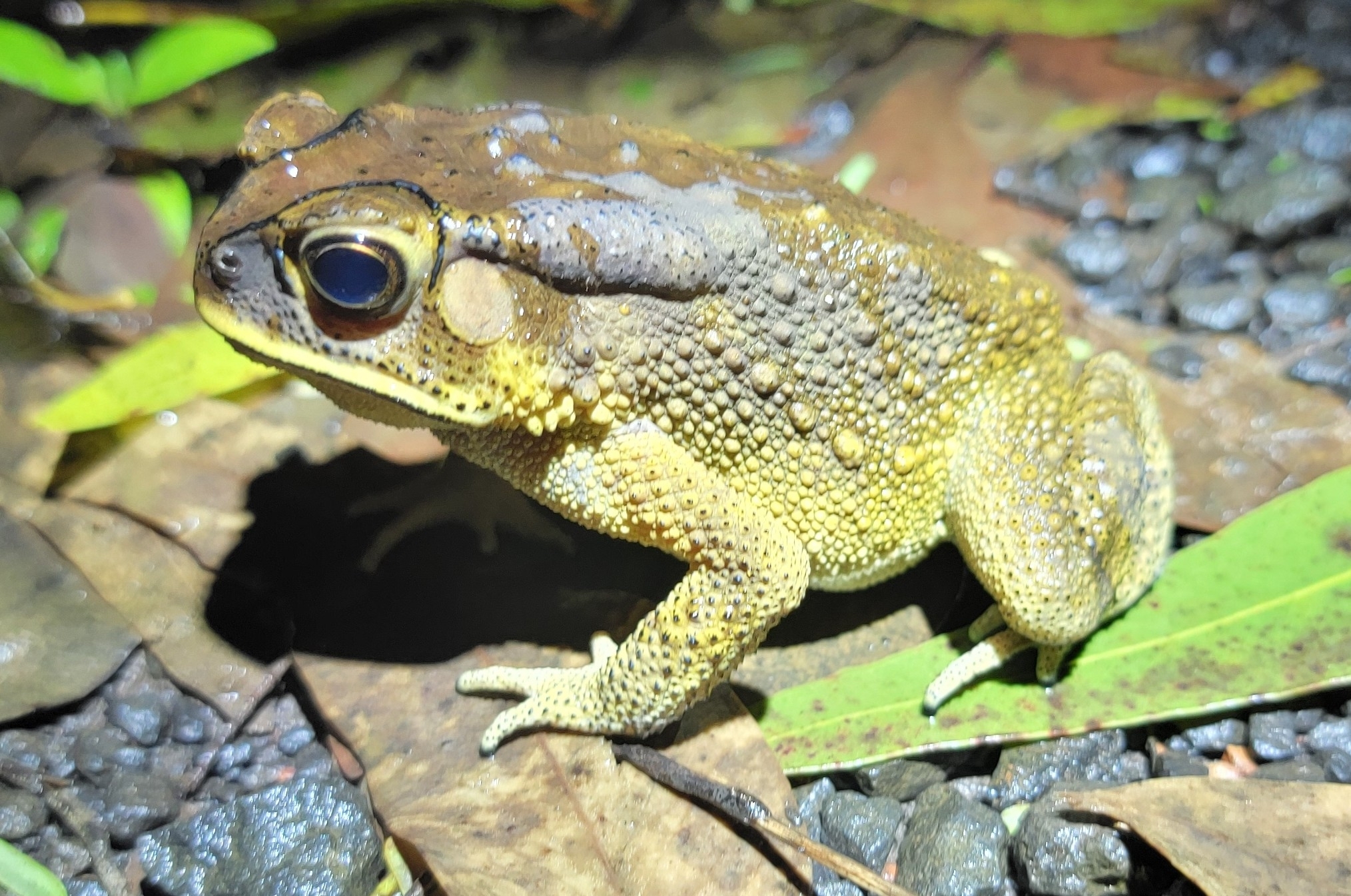 Indian Common True Toad