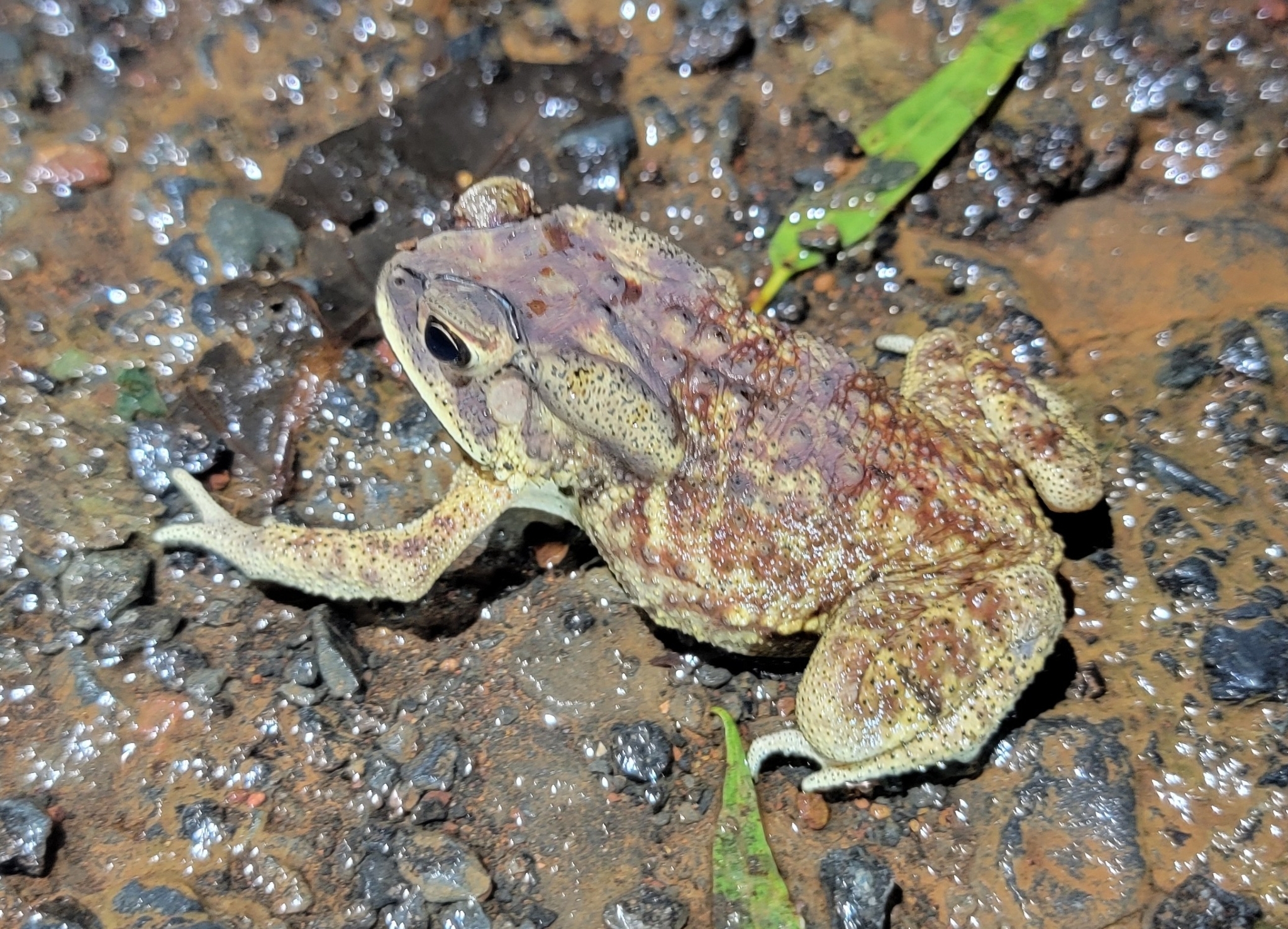 Indian Common True Toad