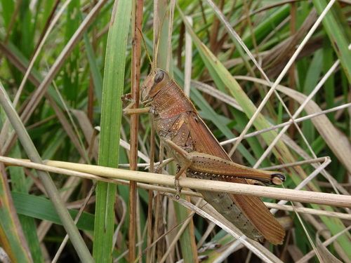 Spotted Bird Grasshopper photo 5
