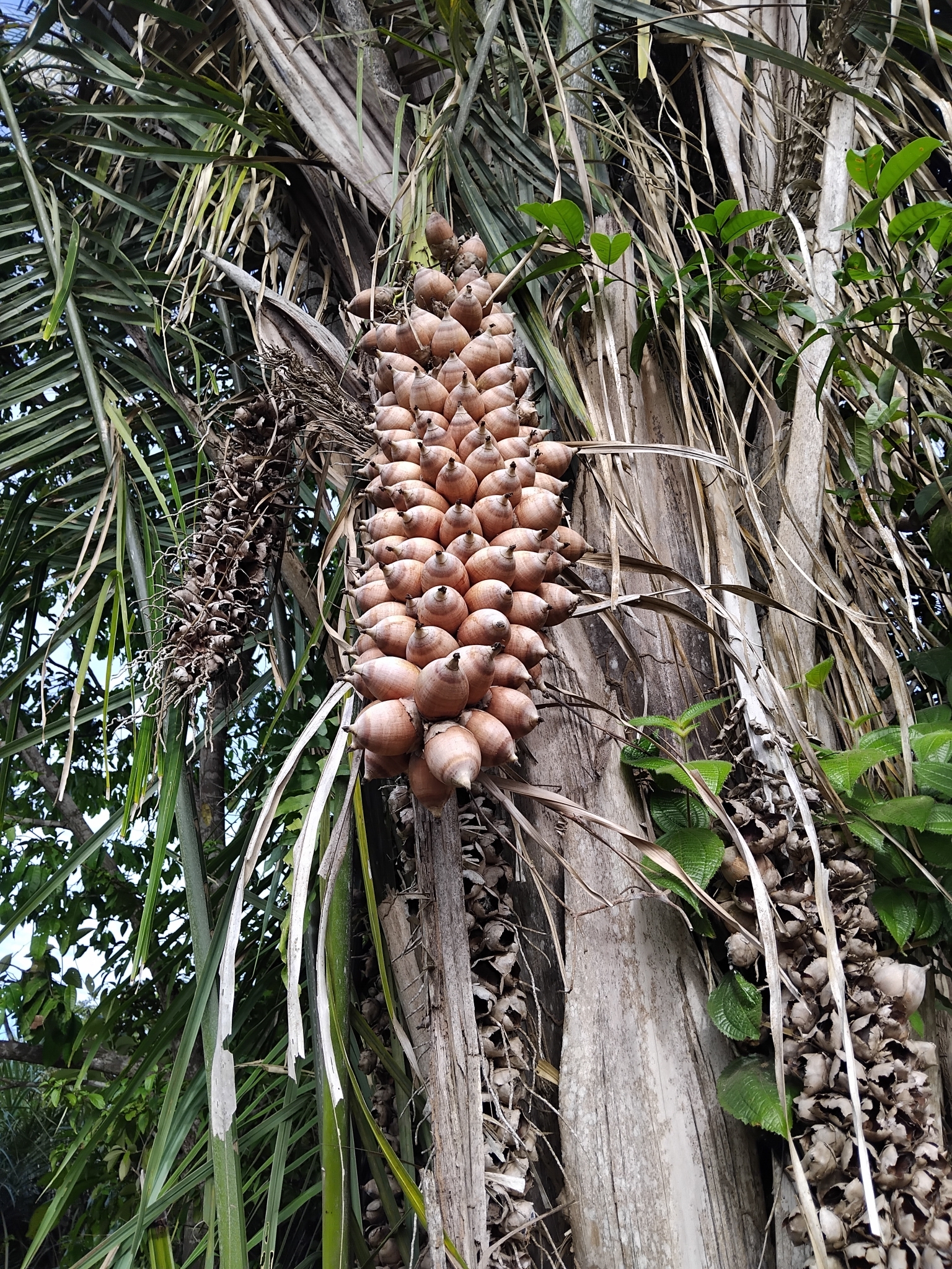 Attalea speciosa