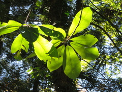 Magnolia obovata