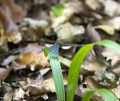 Cepheuptychia glaucina