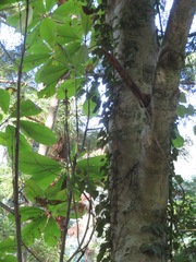 Magnolia obovata