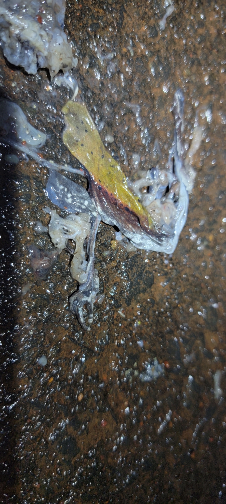 Biocoloured Forest Frog