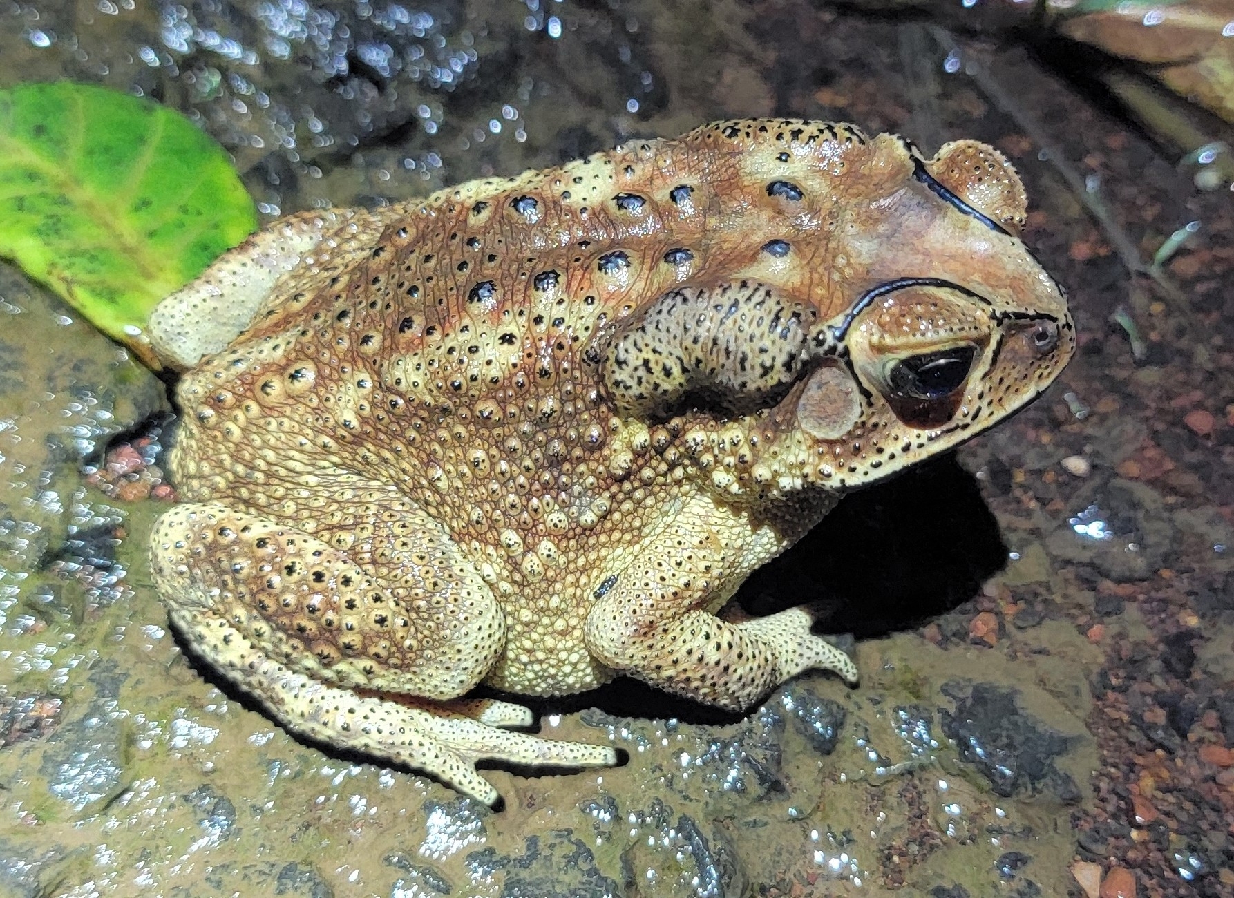 Indian Common True Toad