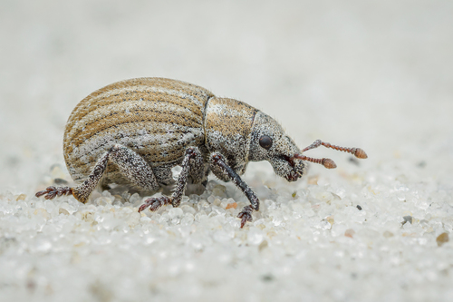 Philopedon plagiatum (Schaller, 1783)