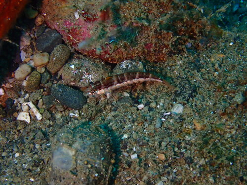 Doublespot sandperch (Parapercis diplospilus) — Pinguipedidae