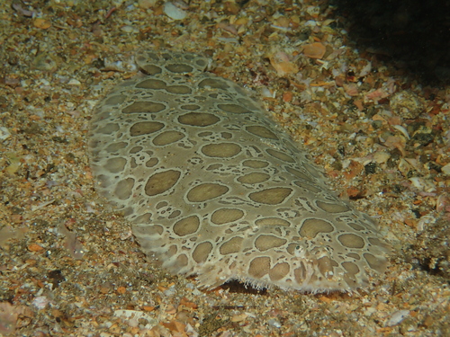 Speckled sole (Pardachirus balius) — Soleidae