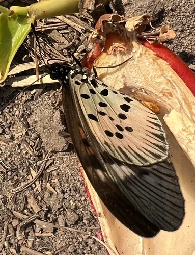 East African Forest Acraea