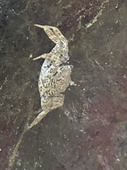 Grapsus tenuicrustatus