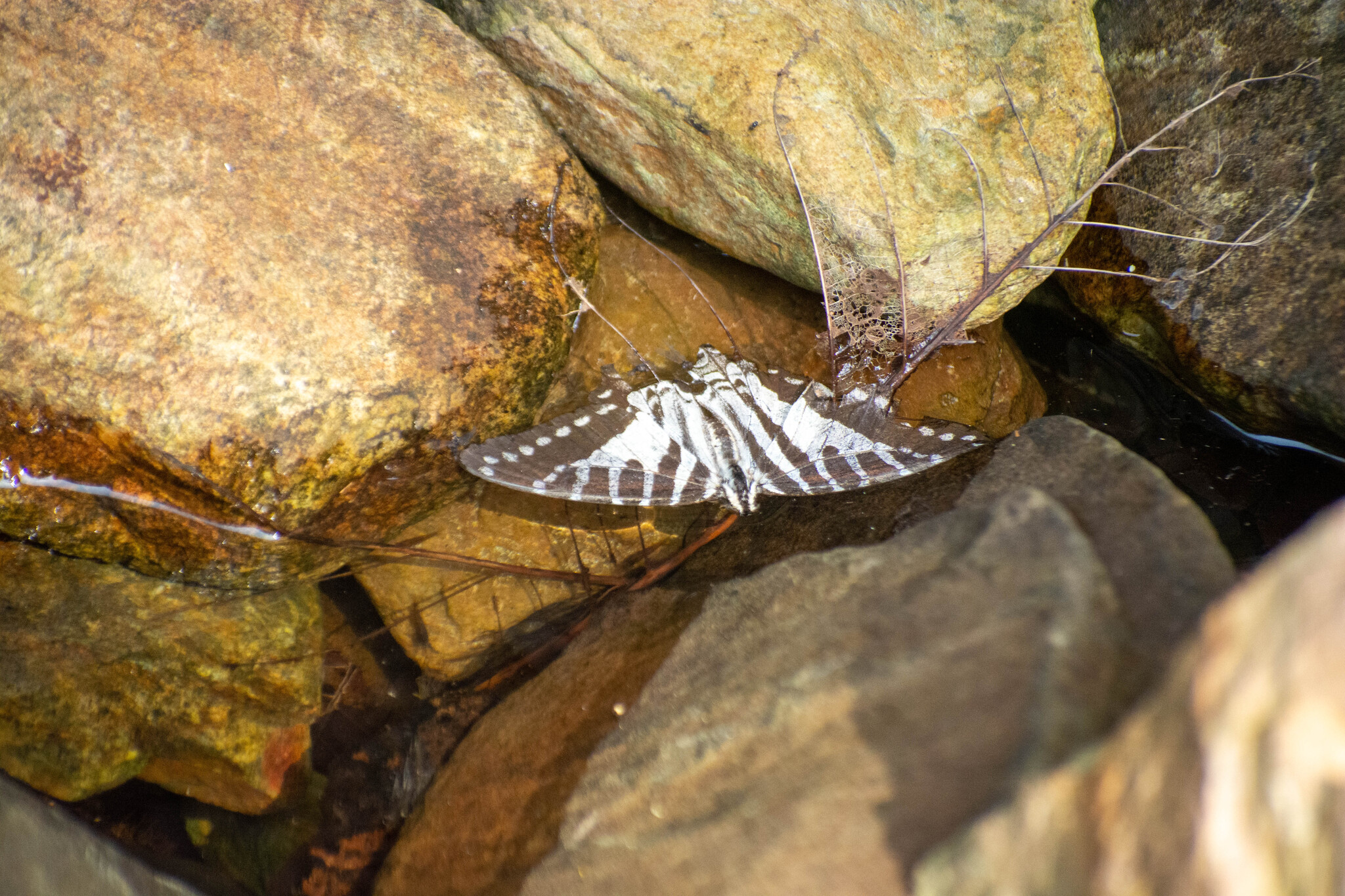 Spot Swordtail