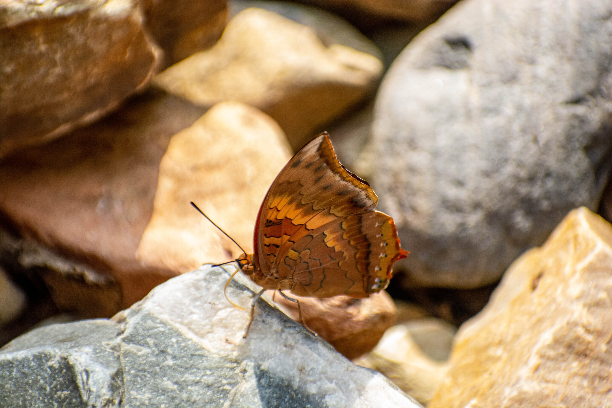 Plain Tawny Rajah
