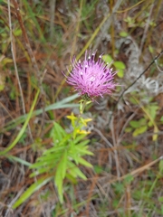 Cirsium virginianum