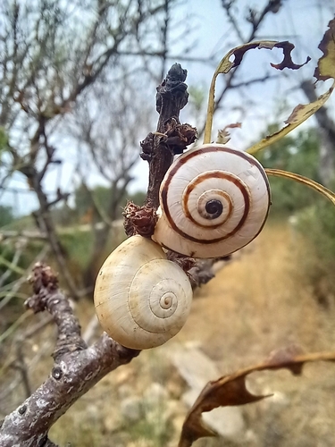 Theba pisana pisana
