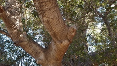 Quercus agrifolia oxyadenia