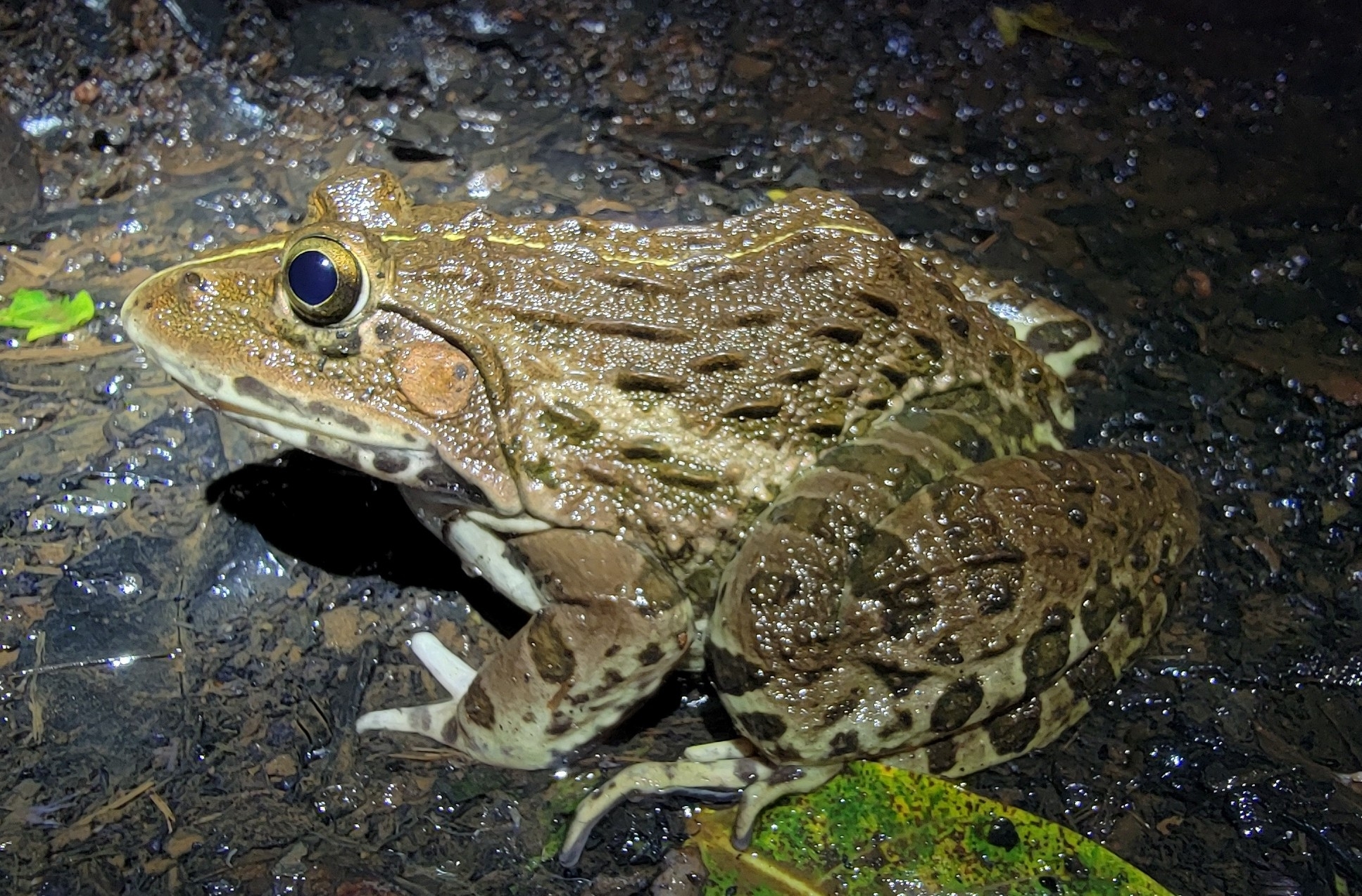 Indian Bull Frog