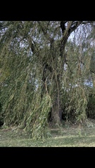 Salix