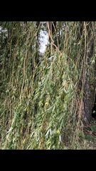 Salix