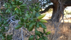 Quercus agrifolia oxyadenia