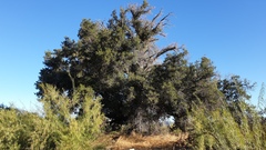 Quercus agrifolia oxyadenia